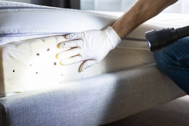 Best Wasp Removal Services  in Harvard, IL