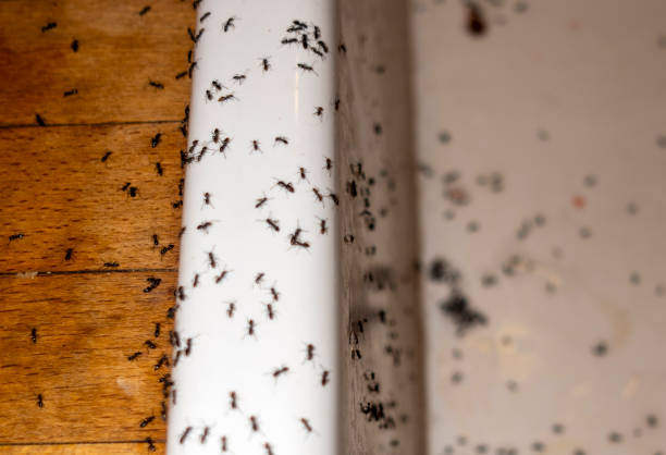 Pest Control Cost in Harvard, IL