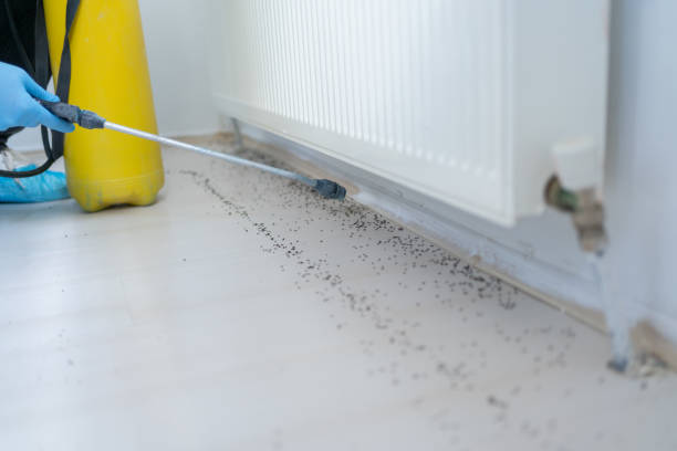 Best Rat Extermination Near Me  in Harvard, IL
